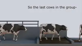 Why footbaths don't work for large herds