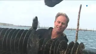 Bassin d'Arcachon : le captage des hu&icirc;tres (2019)