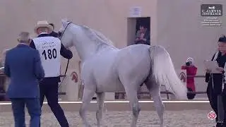 N 180 SHAWWAF AL SHAQAB   15th Qatar International Arabian Peninsula Horse Show 2026   Stallions 7+
