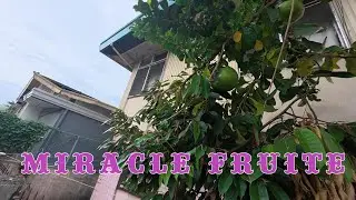 MIRICLE FRUIT - Philippines