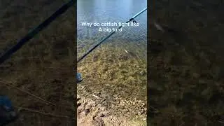 Big kitty 🐱 #edit #bassfeatured #viralvideo #bassfishing #fish #channelcatfish