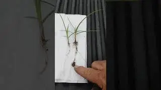Nutsedge Information