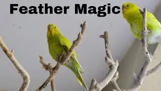 Enjoy peaceful bird sounds 