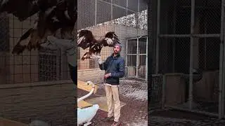 Eagle Love with Master #eagle #eagles #eaglelovers #pakistan #islamabad #eagleking #beautifulbird
