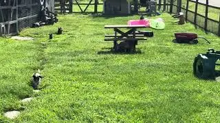 First morning of May - Greetings from Sunny Day Puppies!