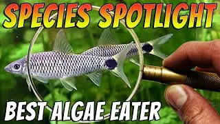 Meet the Best Algae Eating Fish The Silver Flying Fox - Crossocheilus reticulatus