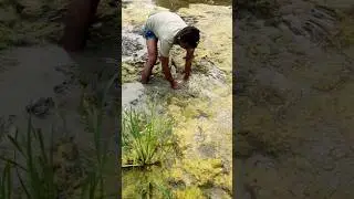 Village clay fish hunting #shorts @AdiFishman @Fish4Ever @Banglaamar195