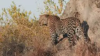 Wildlife During Lockdown at Elephant Plains Game Lodge