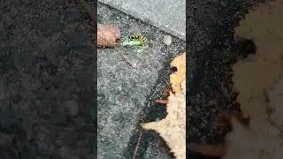 Wasp vs. Cricket