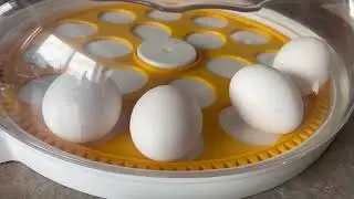 Incubator for chicken Eggs, 18 Egg incubator with automatic Egg turning Review