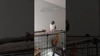 everyone be careful it's getting stinky in here #pigeon #birds #pets #funny #modenapigeon