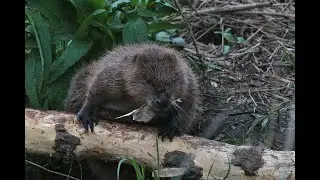 Sylvie Mellor: East Devon Wildlife