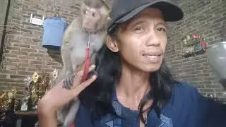 NGOPI DI MALAM HARI BERSAMA MONKEY MOLY - FUNNY ANIMAL - CUTE MONKEY 😁