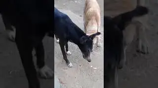🔥❌DOG LOVER🔥❌DOG FEEDING BISCUITS 🔥❌WHATSAPP STATUS🔥❌
