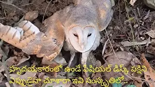 హృదయకారంలో ఉండే ఫేషియల్ డిస్క్ పక్షిని ఎప్పుడైనా చూశారా ఇవి సంస్కృతిలో|barn owl in farming..