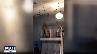 Hundreds of birds take over Torrance home