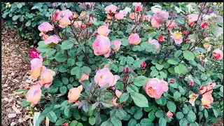 Lady Emma Hamilton Rose Spring 2025