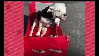 The Magic Moment This Paralyzed Pit Bull Got Up And Walked Again|Pittie Nation|Compilation#9