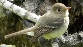 Pacific-slope Flycatcher makes calls & catches flies