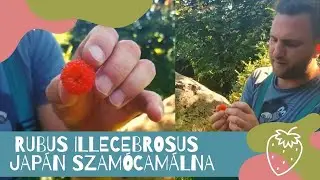 Jap&aacute;n szam&oacute;cam&aacute;lna - Rubus illecebrosus | MEGK&Oacute;STOLTAM,  nagyon finom puha