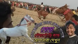 বিরাট বড় মাপের ঘোড়া দৌ #newmusic 