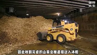 Visiting the wasabi paste factory, where you have to wait a month to process wasabi