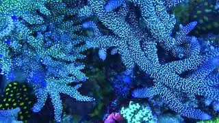 Acropora spathulata blue