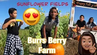Miami SUNFLOWER Fields at Burr&rsquo;s Berry Farm | Harvest Festival