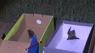 Bat release video