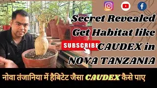 SECRET REVEALED: GET A HABITAT LIKE CAUDEX IN A SEED GROWN NOVA TANZANIA SEEDLING.