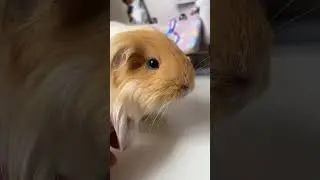 Purring Guinea pig