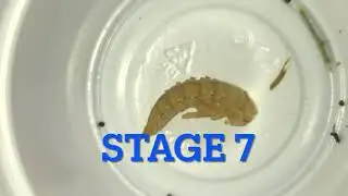 Superworm pupa to beetle time Lapse