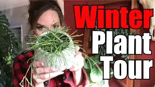 Jungle Vibes Plant Tour | Winter Plant Tour |  Huge Plants | Best House Plants For Your Home