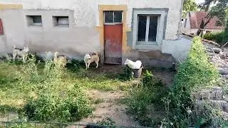 husky de Sib&eacute;rie 😍&hearts;️💯😆 #funny #funnypets #funnyhusky #husky #huskies #huskydog #loud
