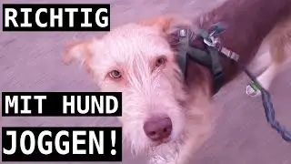 SO JOGGST DU MIT DEINEM HUND RICHTIG!