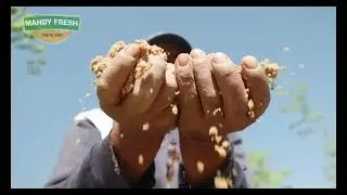 Agro Trade - Egyptian Fruits and Vegetables for Export 2025 (English version)