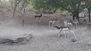 WWE Goitered GAZELLE, #zoo