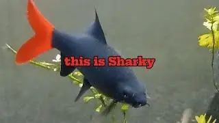 this is my Red tail shark i call him sharky