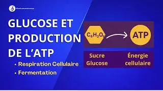 D&eacute;gradation Du Glucose Et Production d'&Eacute;nergie Cellulaire