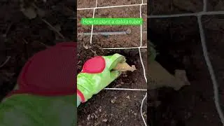 Planting dahlia tubers like a pro