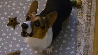 live late night corgi puppy cam