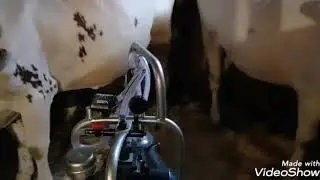 Вечерняя дойка в нашем хозяйстве. Доильный аппарат Umey произв.Турция #дойкакоровы #umey #ферма
