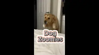 The Secret to Happy Dogs: Understanding Dog Zoomies #dogs #ShikyFAV #DogZoomies