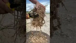 the process of finding gold worth 1700 dollars #gold #golddigging