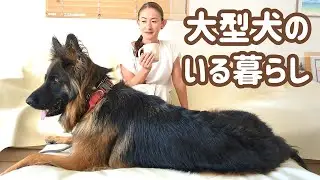 【ジャーマンシェパード】3歳過ぎた大型犬、今ではすっかり生活の一部であり心の支えでもあります😊