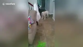 Guilty dog is sent to time out after making a mess in owner's house
