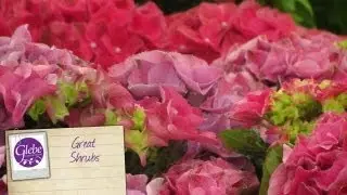 Shrubs | Glebe Garden Centre Leicester