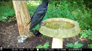 WildmanPete Big Bird at Bath