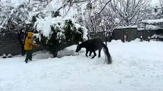 Max the horse loves snow. #horseadventure #happyhorse