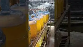 Production de microalgues pour nourrir les huitres